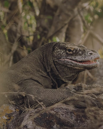 Komodo Island