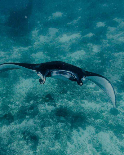 Manta Point